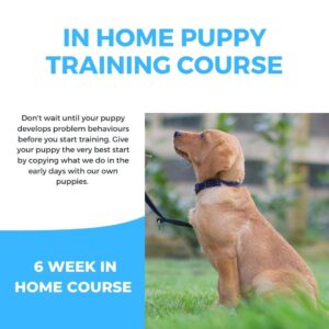 6 Week In Home Puppy Training Course