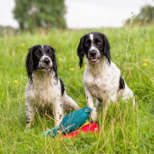 https://dogtrainingequipment.co.uk/wp-content/uploads/2023/01/Gundog-Training-English-Springer-Spaniels-300x300.jpg