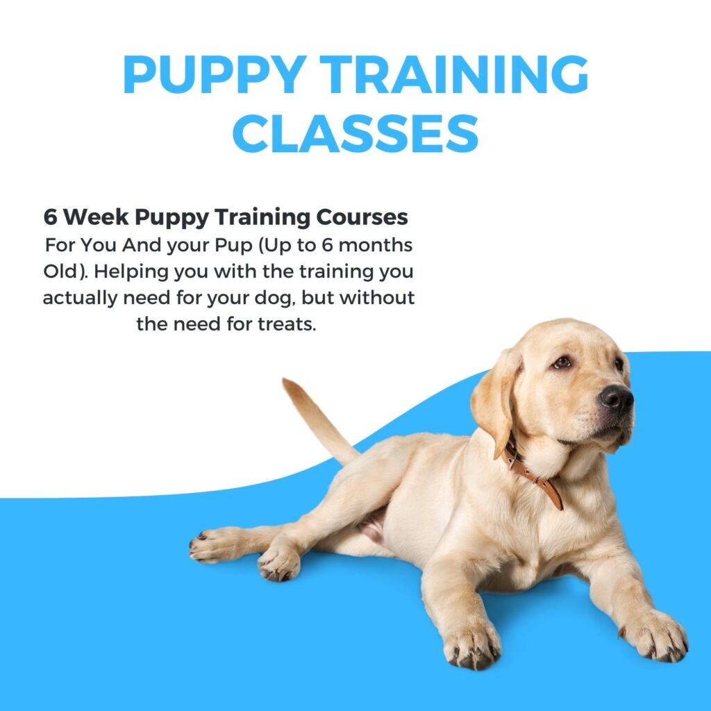 2024 Puppy Training Classes Breckland Dog Training