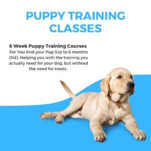 Puppy Training Classes 2023