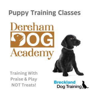 Puppy Training Classes Steve Swallow Dereham Dog Academy